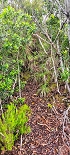 Plants: image 19 Of 208 Thumb